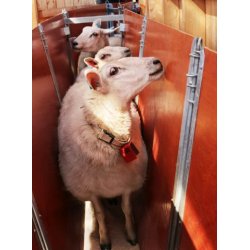 Pladegrinde  - Knarrhult