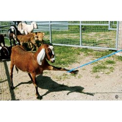 Hyrdestav ''Blue Roy'' Lang til ben.