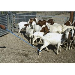 Hyrdestav ''Blue Roy'' Lang til ben.