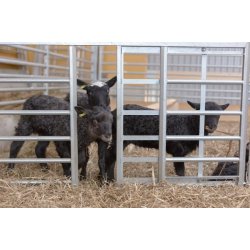 Adoptionsgrinde -  vlg strrelse